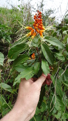 Steriphoma peruvianum