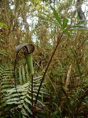 Arisaema consanguineum