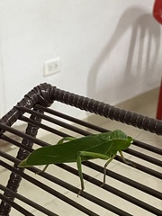 Steirodon