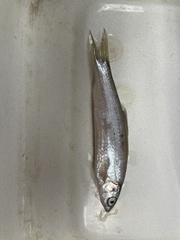 Hybognathus nuchalis