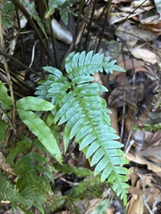 Pteris terminalis