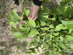 Annona senegalensis
