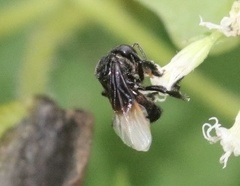 Tetragonilla collina