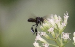 Tetragonilla collina