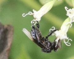 Tetragonilla collina