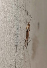 Megistocera