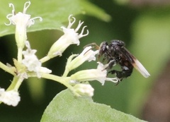 Tetragonilla collina