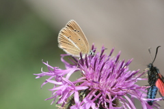 Polyommatus damon