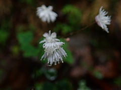 Thalictrum urbainii