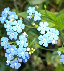 Myosotis sylvatica