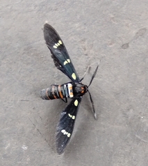 Syntomeida melanthus