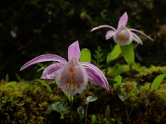 Pleione formosana