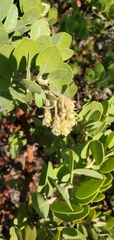 Arctostaphylos confertiflora