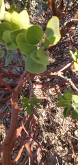 Arctostaphylos confertiflora