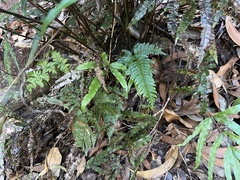 Pteris terminalis