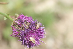 Calocoris roseomaculatus