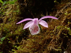 Pleione formosana