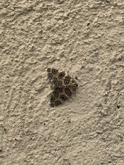 Pantherodes