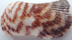 Arca zebra
