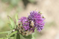 Calocoris roseomaculatus