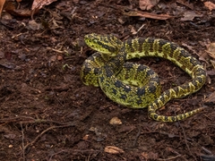 Bothriechis schlegelii