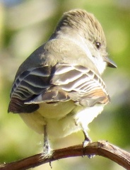 Myiarchus cinerascens