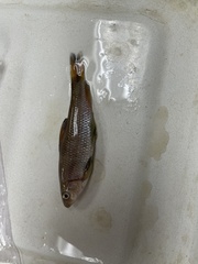 Erimyzon claviformis