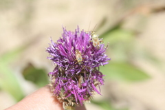 Calocoris roseomaculatus
