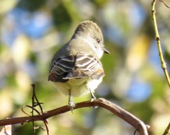 Myiarchus cinerascens