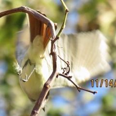 Myiarchus cinerascens