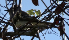 Myiarchus cinerascens