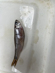 Luxilus chrysocephalus