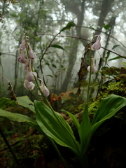 Calanthe aristulifera