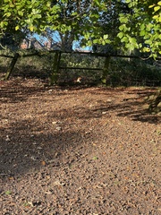 Vulpes vulpes crucigera