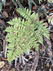 Dryopteris glabra
