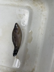 Aphredoderus sayanus