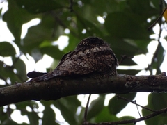 Caprimulgus jotaka