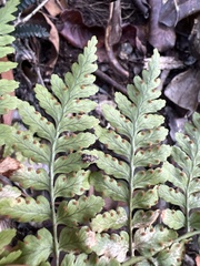 Dryopteris glabra