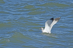 Larus delawarensis