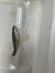 Micropterus punctulatus