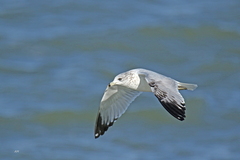 Larus delawarensis