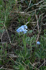 Myosotis imitata