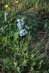 Myosotis imitata