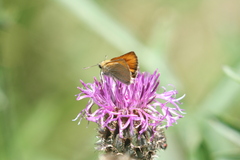 Thymelicus sylvestris