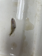 Lythrurus umbratilis