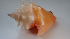 Strombus pugilis