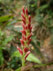 Alpinia japonica