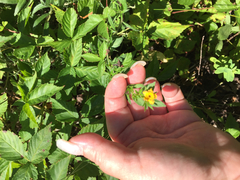 Lithospermum caroliniense