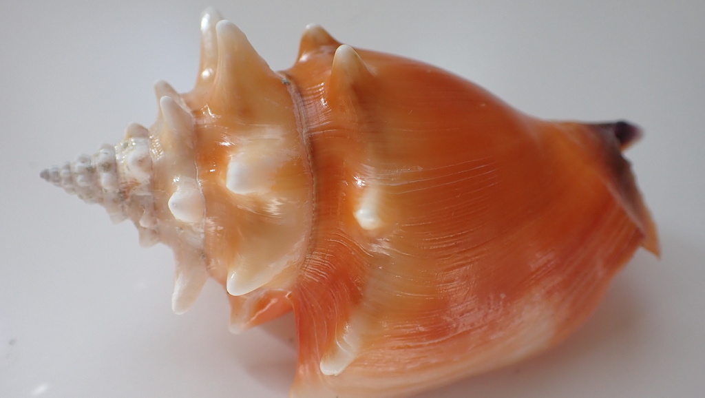 West Indian Fighting Conch