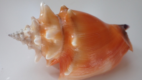 West Indian Fighting Conch